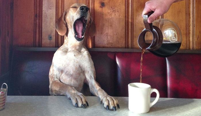 Is caffeine bad for pets?